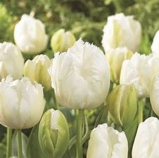 Tulip parrot 'White Parrot'