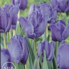 Tulip parrot 'Blue Parrot'