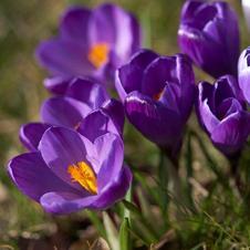 Crocus large flowering 'Flower Record'