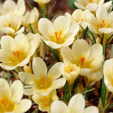 Crocus species 'Cream Beauty'