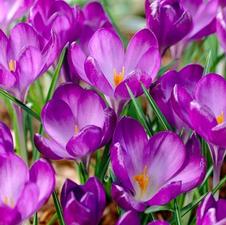 Crocus species 'Ruby Giant'