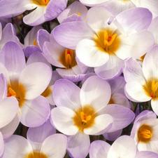 Snow Crocus species 'Blue Pearl'