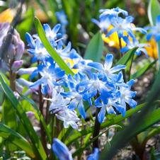 Chionodoxa Luciliae
