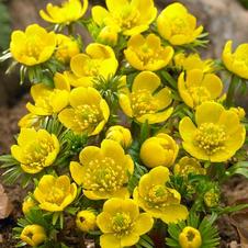Winter Aconite hyemalis 'Cilicica'