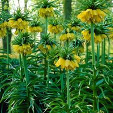 Fritillaria imperialis 'Maxima Lutea'