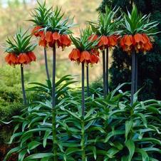Fritillaria imperialis 'Rubra Maxima'