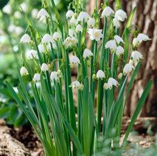 Giant Snowflake aestivum