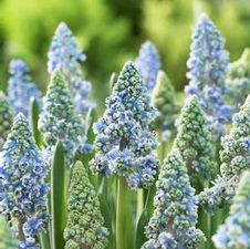 Muscari Blue Spike