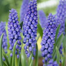 Muscari Armeniacum