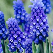 Muscari Dark Eyes