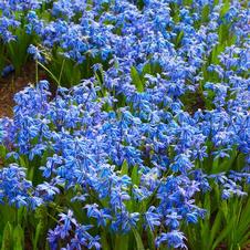 Scilla Siberica
