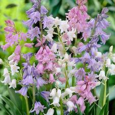 Hyacinthoides hispanica 'Mixture'