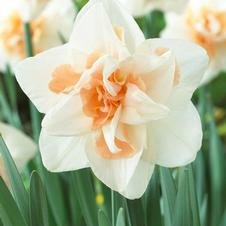 Daffodil double 'Delnashaugh'