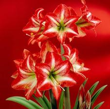 Amaryllis Dutch 'Baby Star'