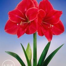 Amaryllis Dutch 'Amigo'