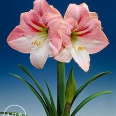 Amaryllis Dutch 'Apple Blossom'