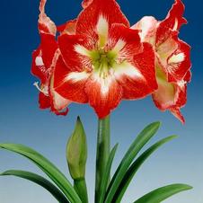 Amaryllis Dutch 'Minerva'
