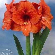 Amaryllis Dutch 'Orange Souvereign'