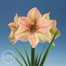 Amaryllis Dutch 'Exotica'