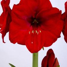 Amaryllis Dutch 'Red Lion'