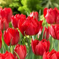 Tulip double early 'Abba'