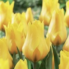 Tulip greigii 'Gold West'