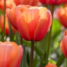 Tulip darwin hybrid 'Apricot Impression'