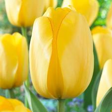 Tulip darwin hybrid 'Golden Parade'