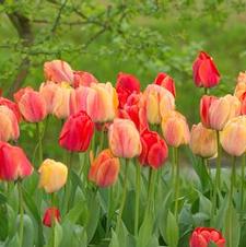 Tulip darwin hybrid 'Gudoshnik'