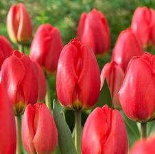 Tulip darwin hybrid 'Parade'