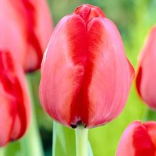 Tulip darwin hybrid 'Red Impression'