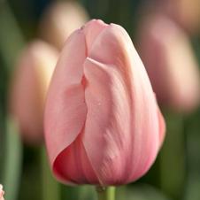 Tulip darwin hybrid 'Salmon Impression'