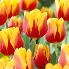 Tulip triumph 'Kees Nelis'
