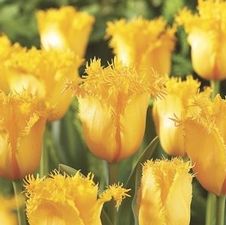 Tulip fringed 'Hamilton'