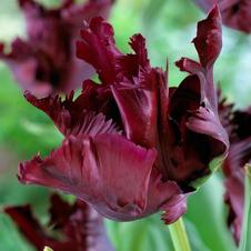 Tulip parrot 'Black Parrot'