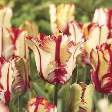 Tulip parrot 'Flaming Parrot'