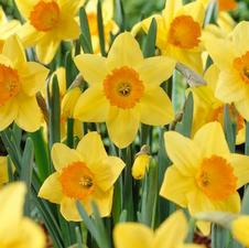 Daffodil large cupped 'Fortune'