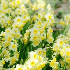Daffodil miniature 'Minnow'