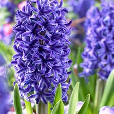 Hyacinth orientalis 'Blue Jacket'
