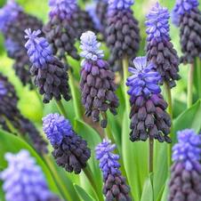 Muscari Latifolium