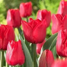 Tulip triumph 'Ile de France'