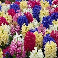 Hyacinth orientalis 'Mixed'