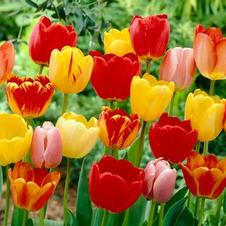 Tulip darwin hybrid 'Darwin Hybrid Mixture'