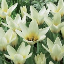Tulip kaufmanniana 'Concerto'