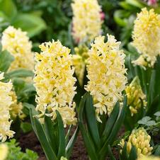 Hyacinth orientalis 'Gipsy Princess'