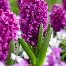 Hyacinth orientalis 'Miss Saigon'