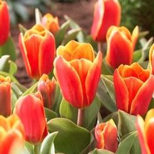 Tulip kaufmanniana 'Early Harvest'