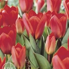 Tulip kaufmanniana 'Showwinner'