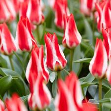 Tulip greigii 'Pinocchio'