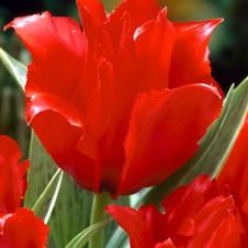 Tulip greigii 'Princess Charmante'